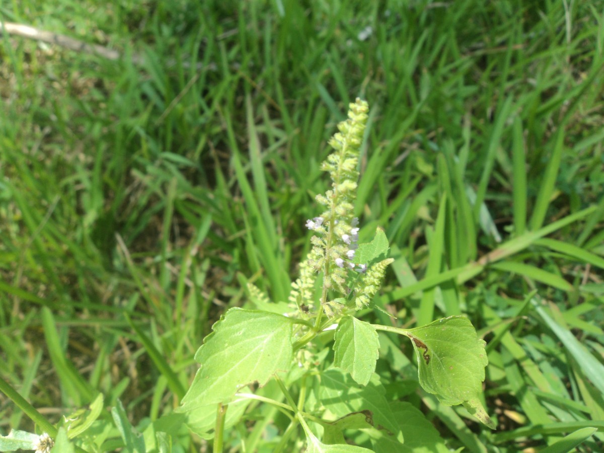 Basilicum polystachyon (L.) Moench